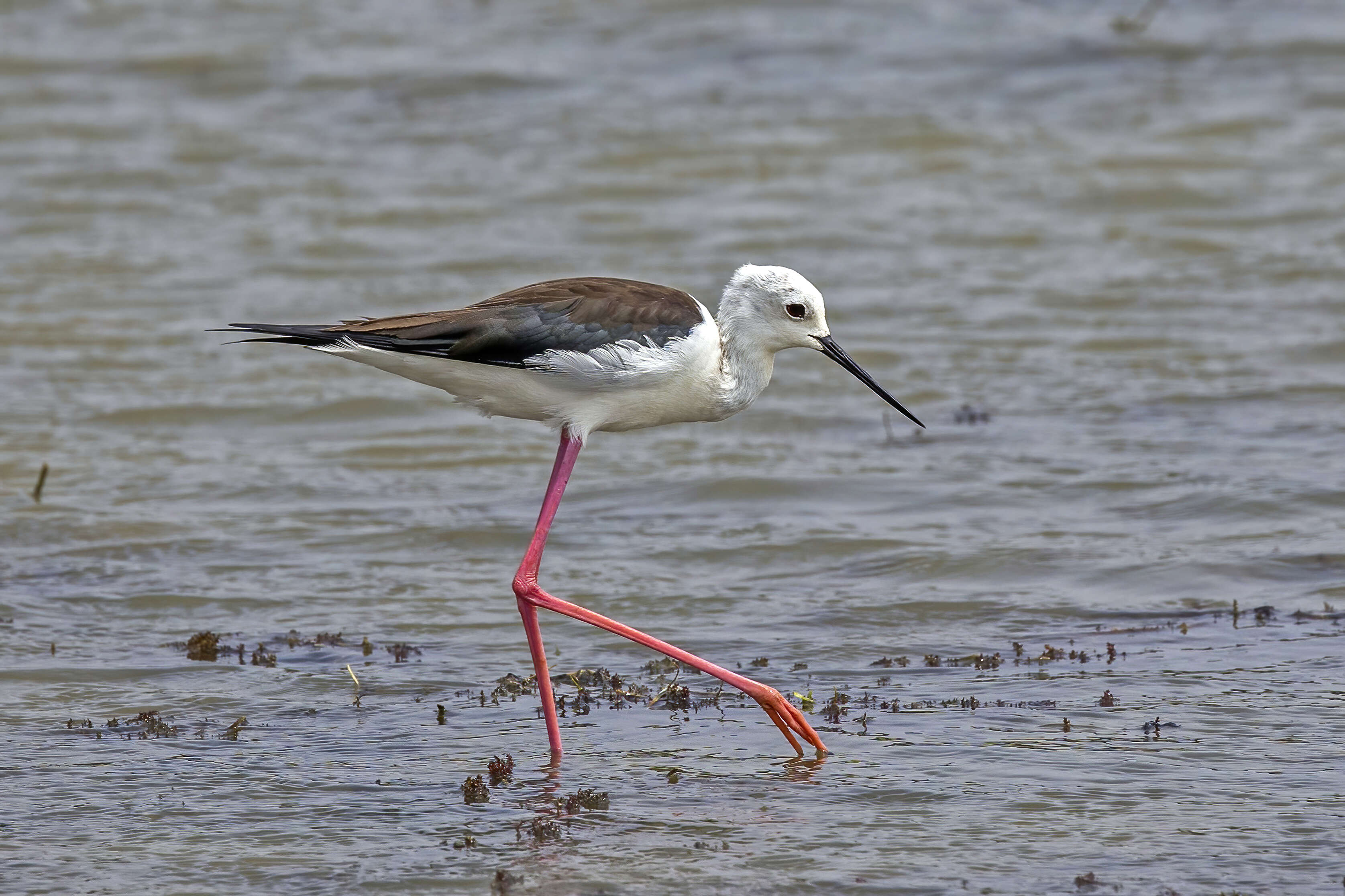 Image of Black-winged Stilt