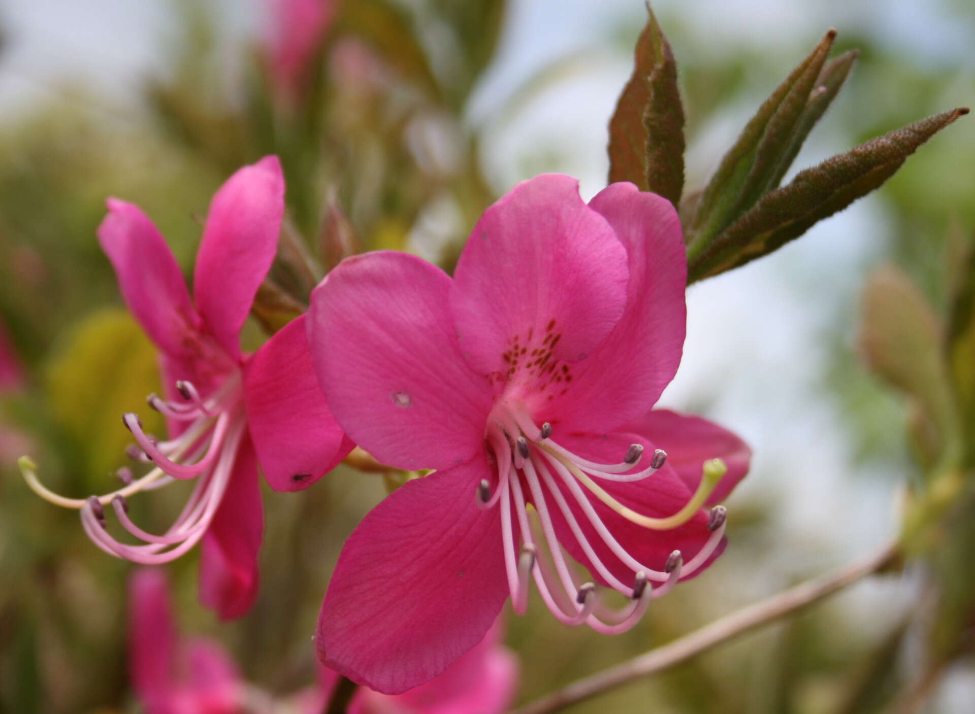 Image of Rhododendron albrechtii Maxim.