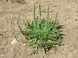 Image of Plantago weldenii Rchb.