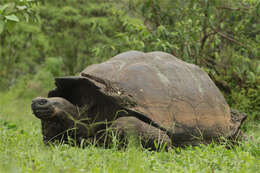Image of Galapagos giant tortoise