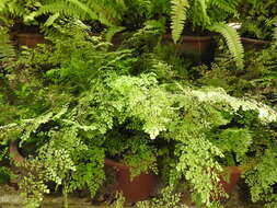 Image of diamond maidenhair