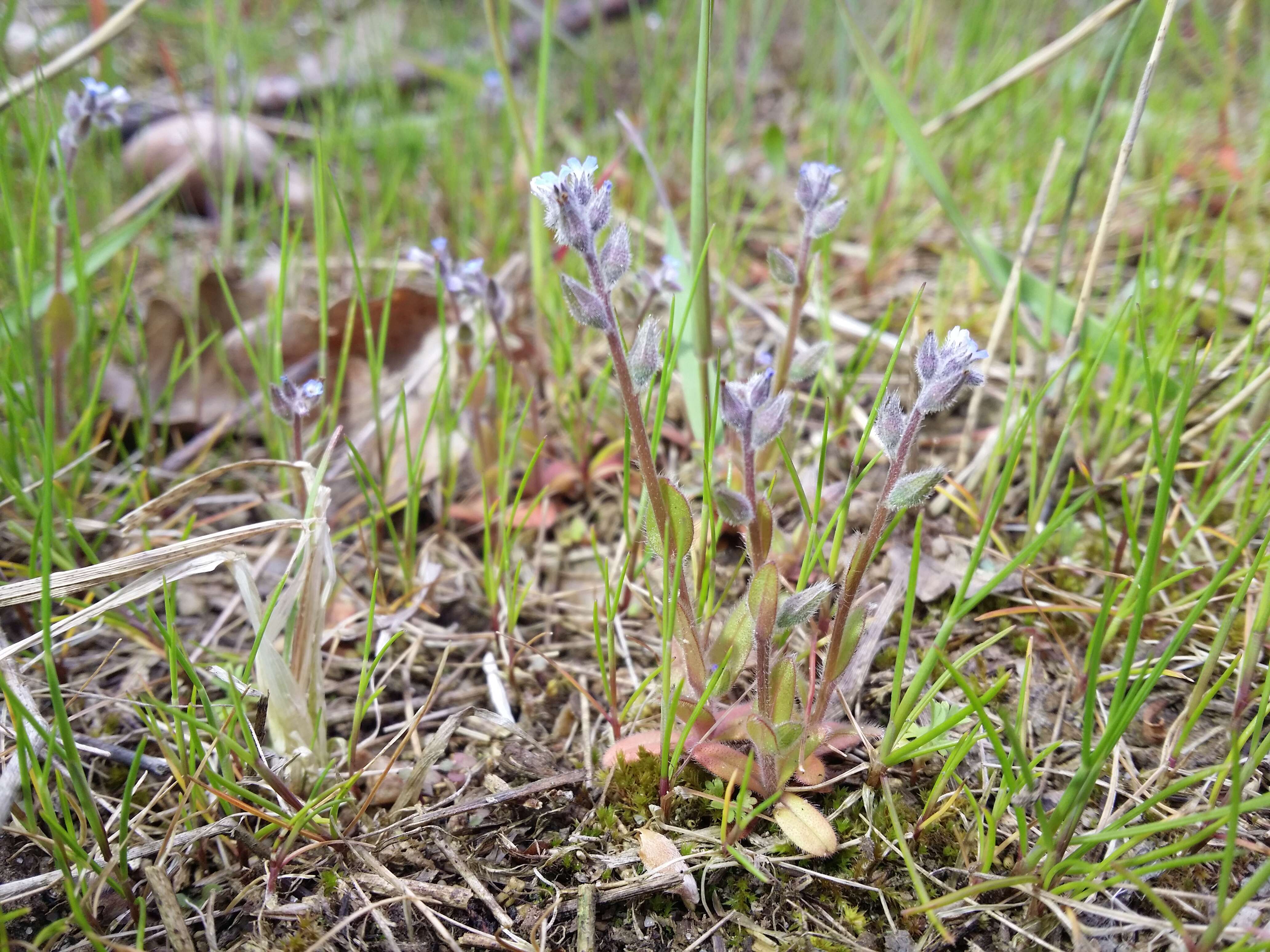 Image of strict forget-me-not