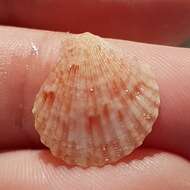 Image of queen scallop