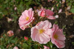 Image of Rosa lucieae