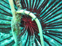 Image of Strong arm crinoid