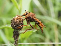 Image of Hornet robberfly