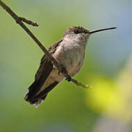 Image of Black-chinned Hummingbird