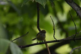 Слика од Vireo griseus (Boddaert 1783)