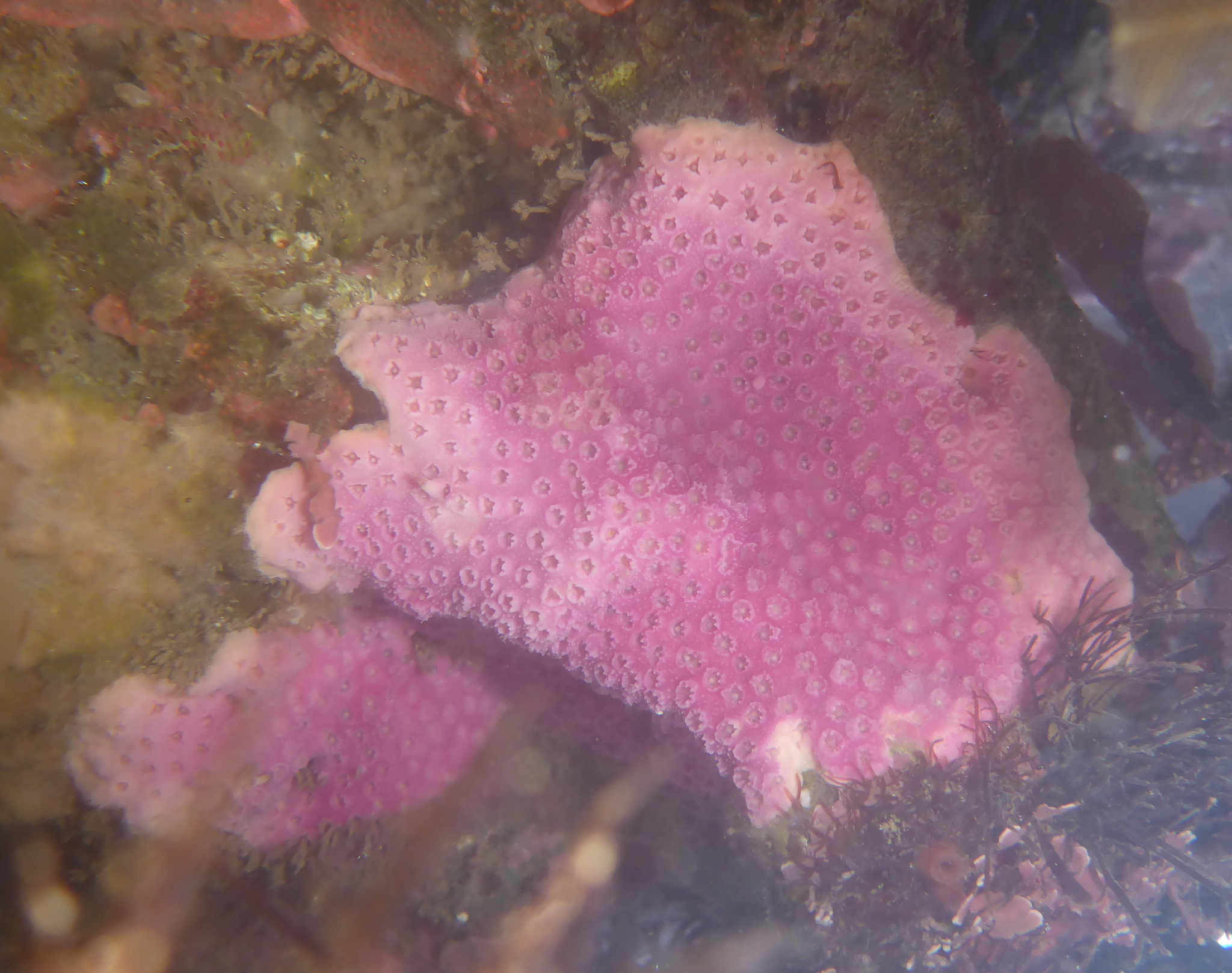 Image of Stylantheca papillosa (Dall 1884)