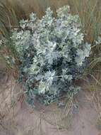 Image of sea-holly