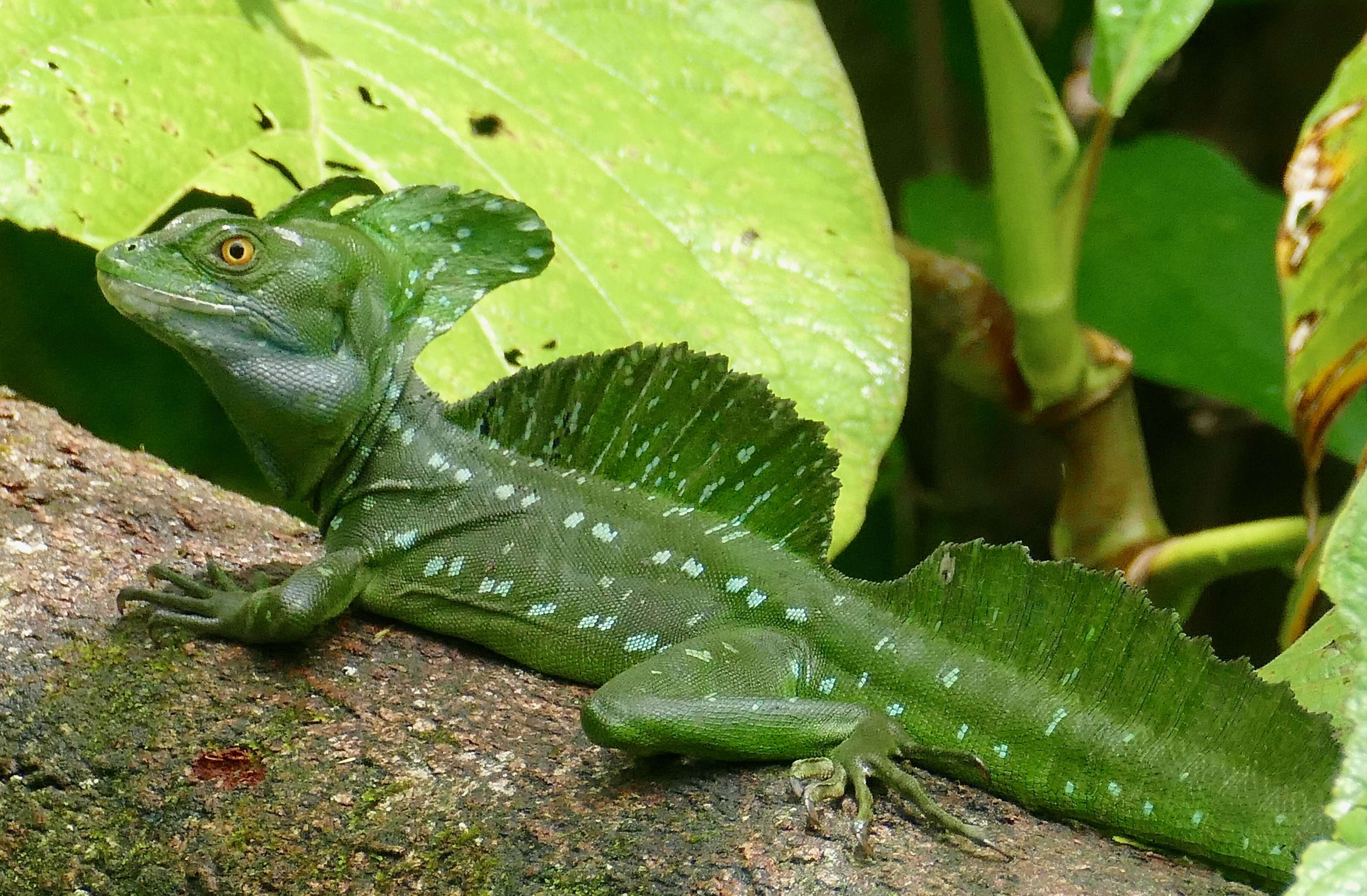 Image of Green Basilisk