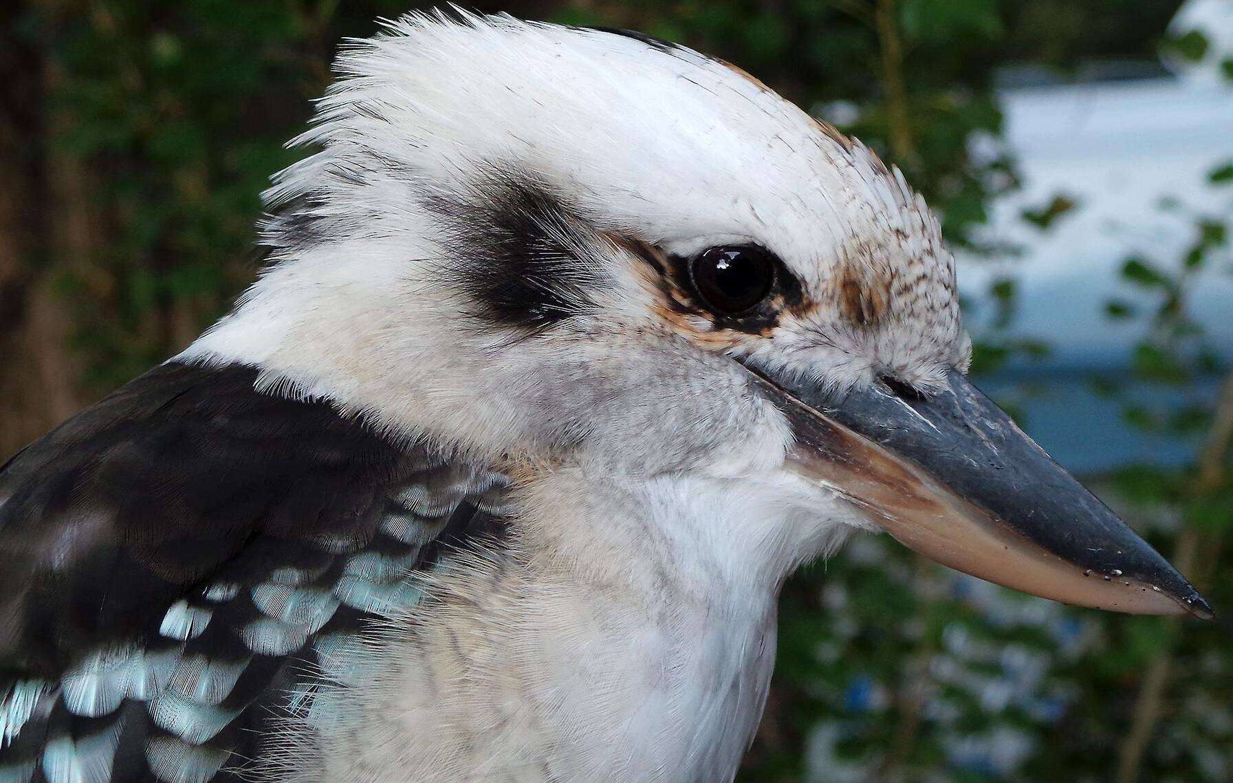 Image of Kookaburra