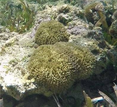 18.https www inaturalist org photos 6367914.580x360