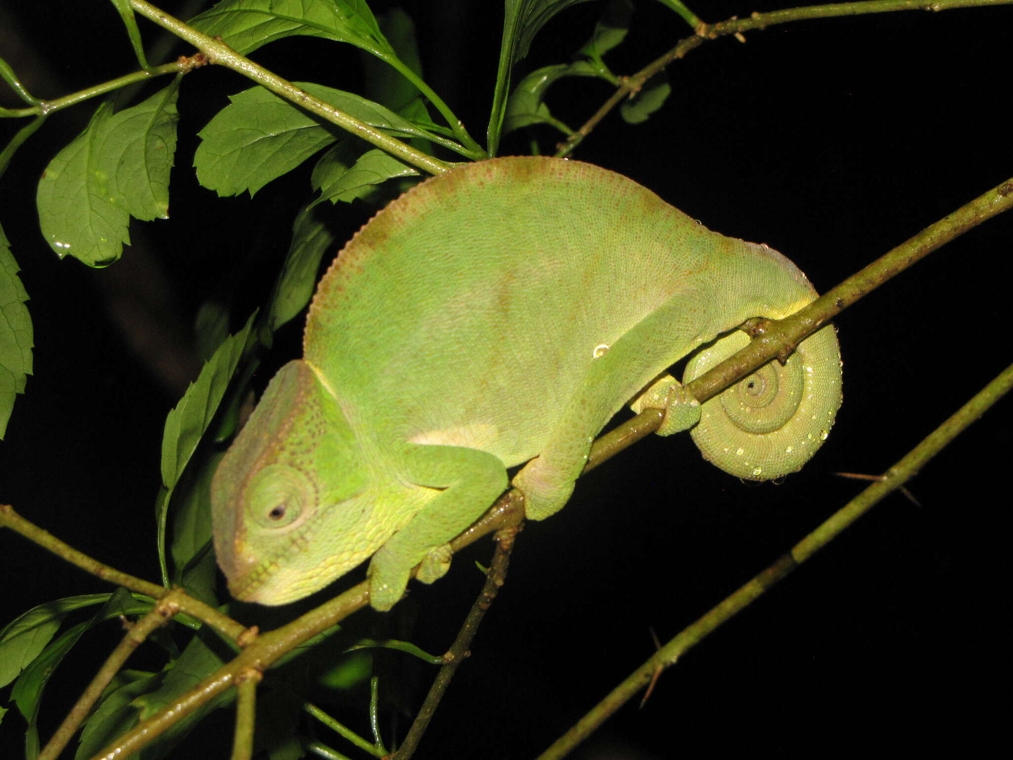 Image of Calumma ambreense (Ramanantsoa 1974)