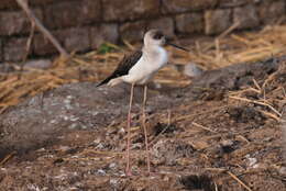 Image of Black-winged Stilt