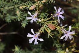 Image of Free-flowering Leschenaultia