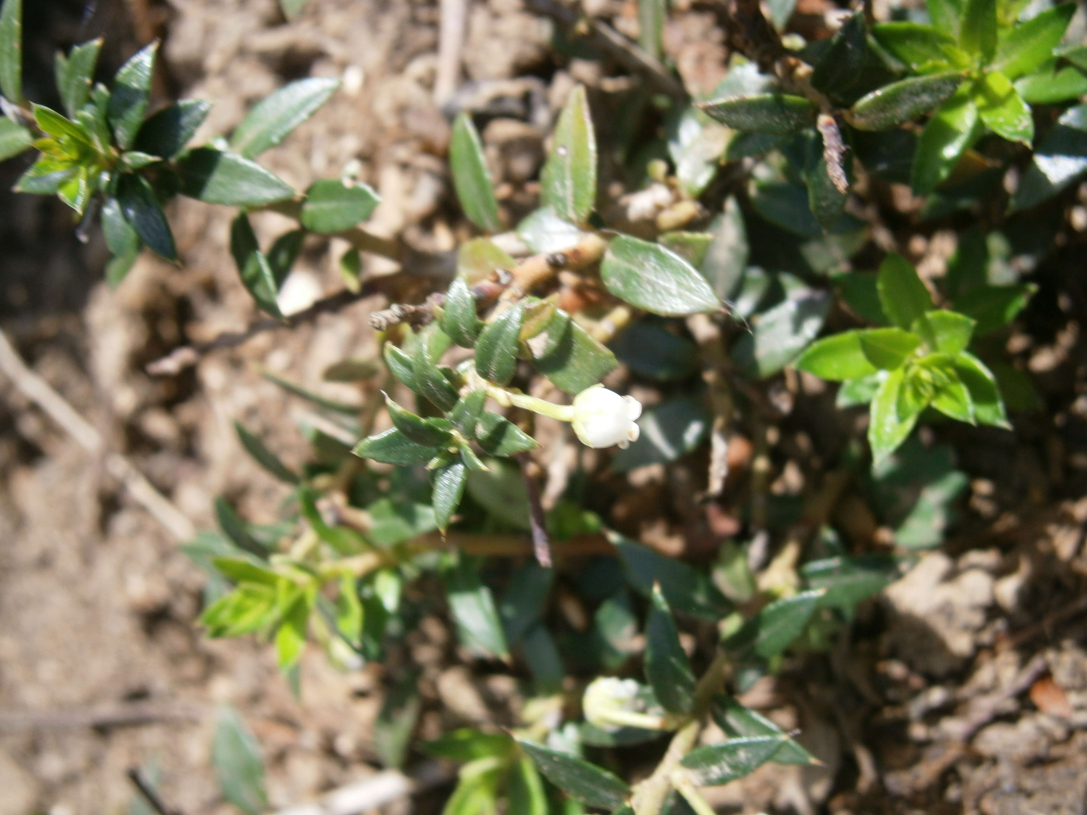 Image of Gaultheria mucronata (L. fil.) E. J. Remy