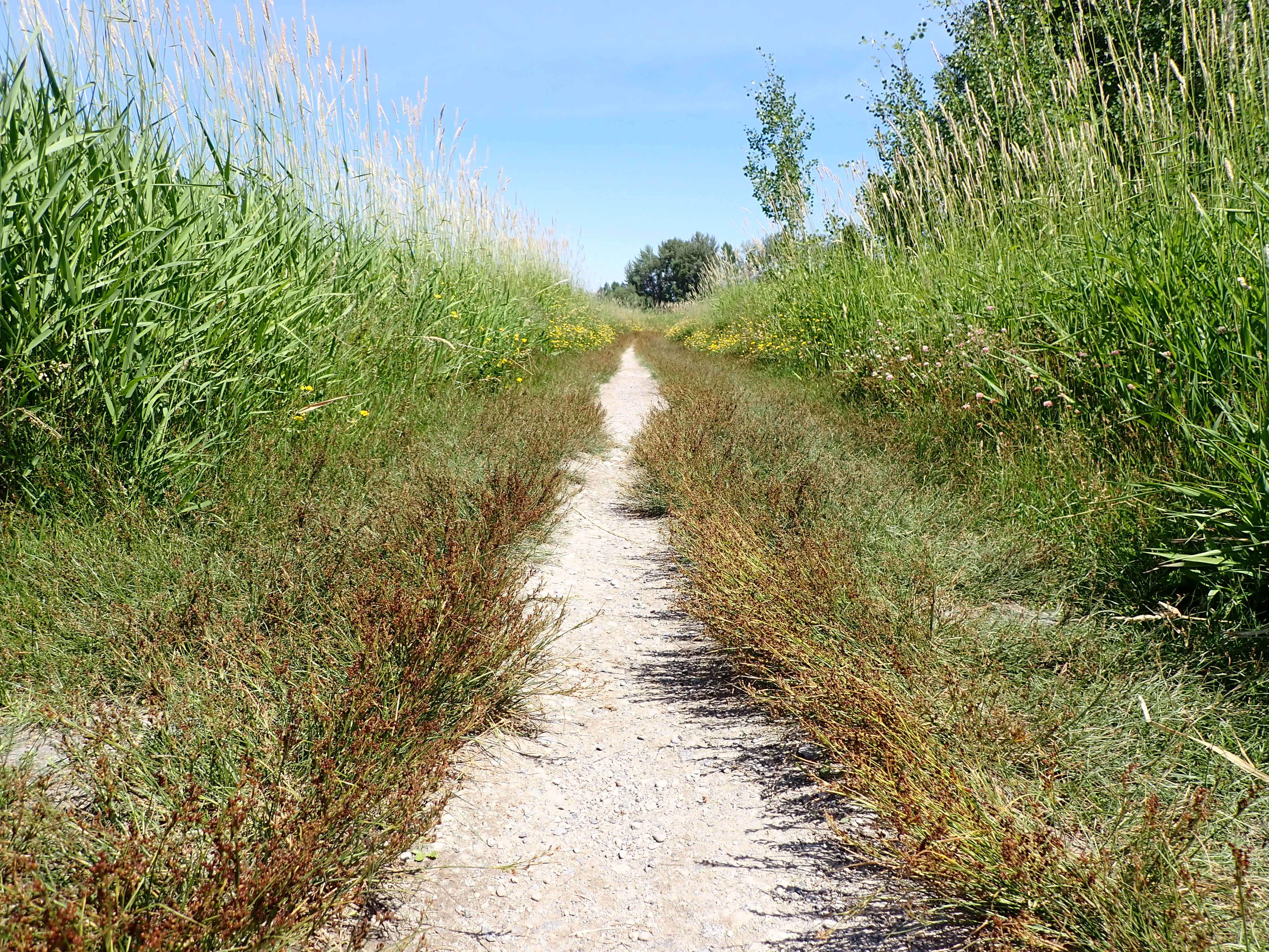 Image of Round-fruited Rush