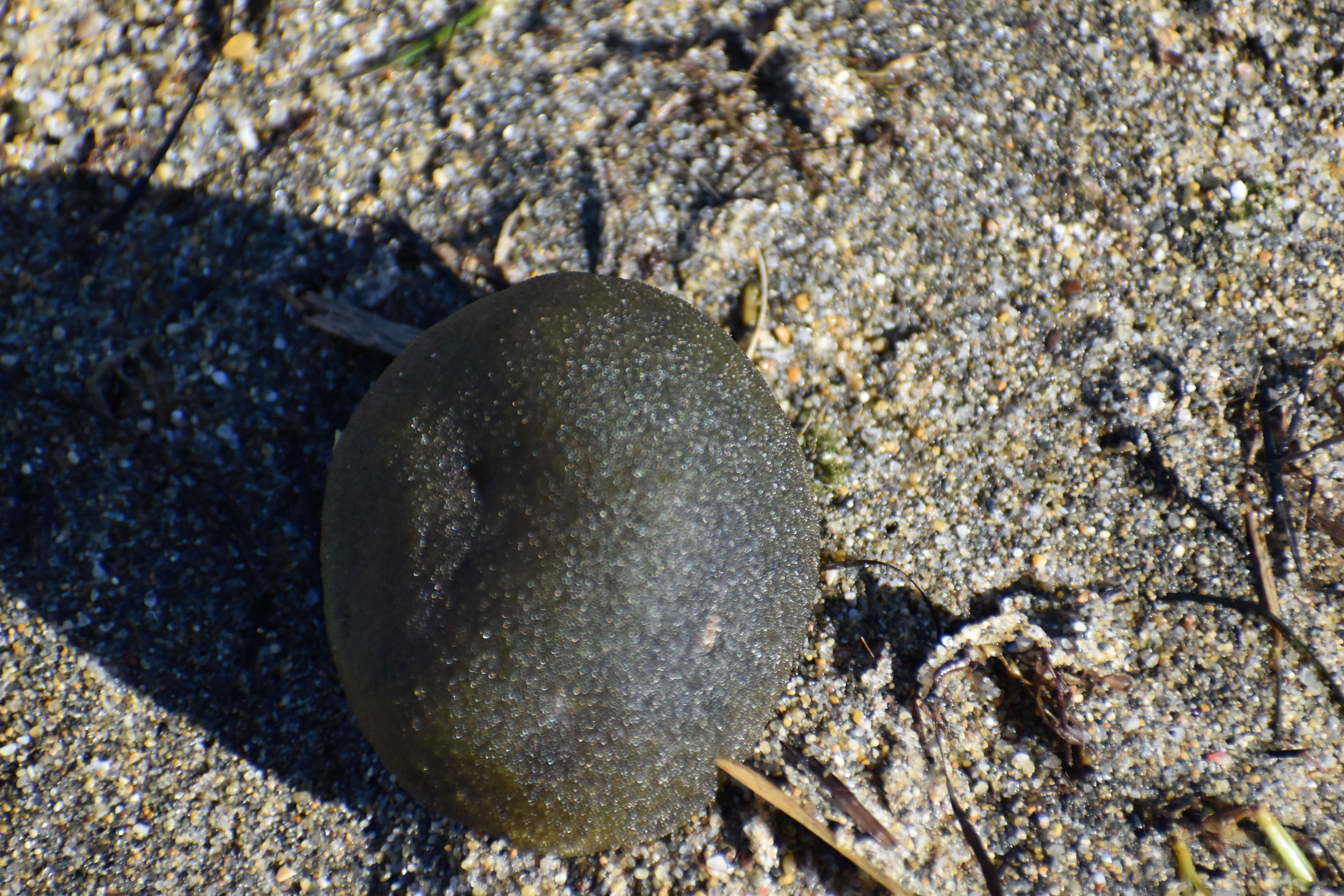 Image of Codium bursa