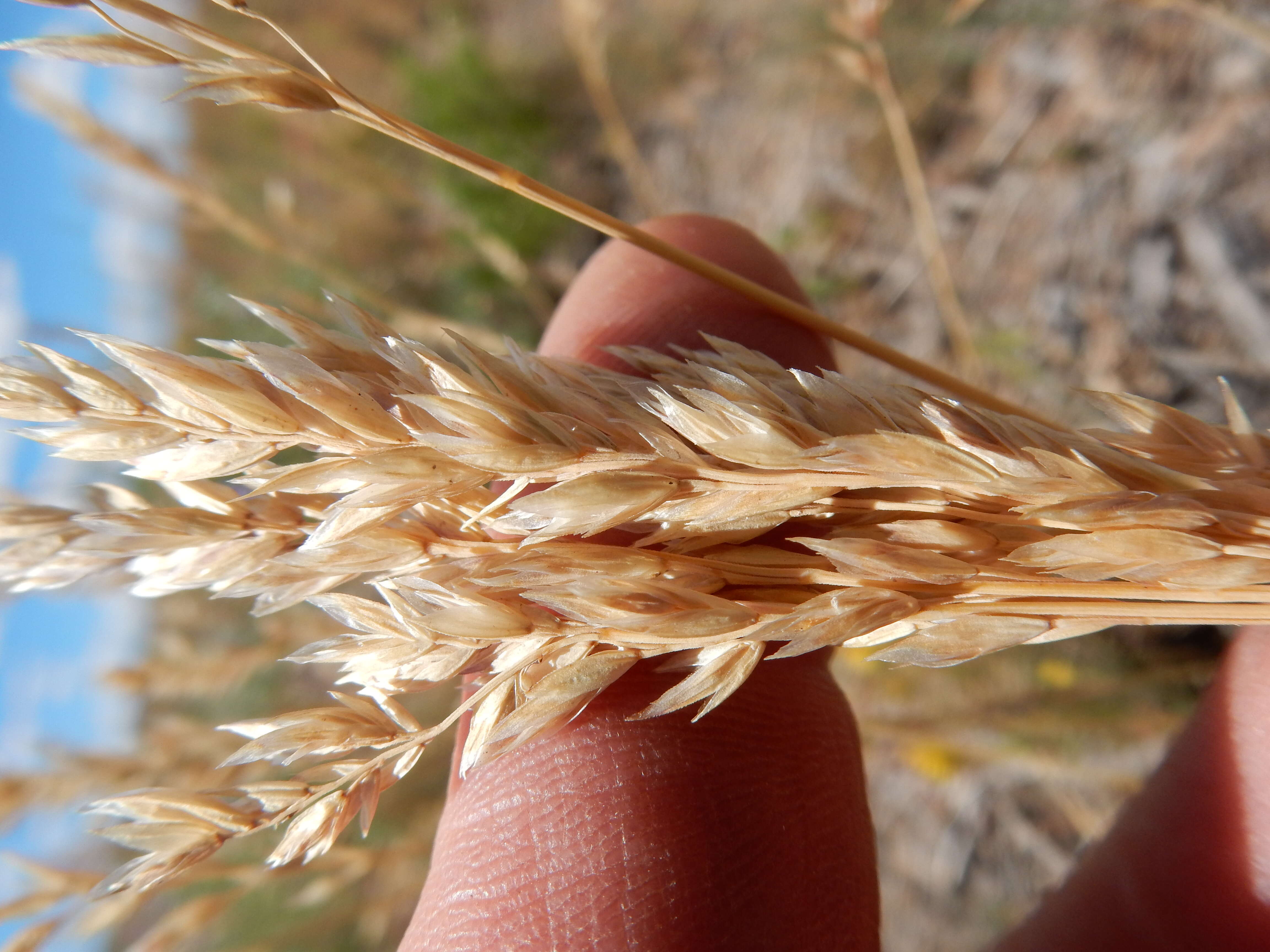 Image de Poa fendleriana (Steud.) Vasey