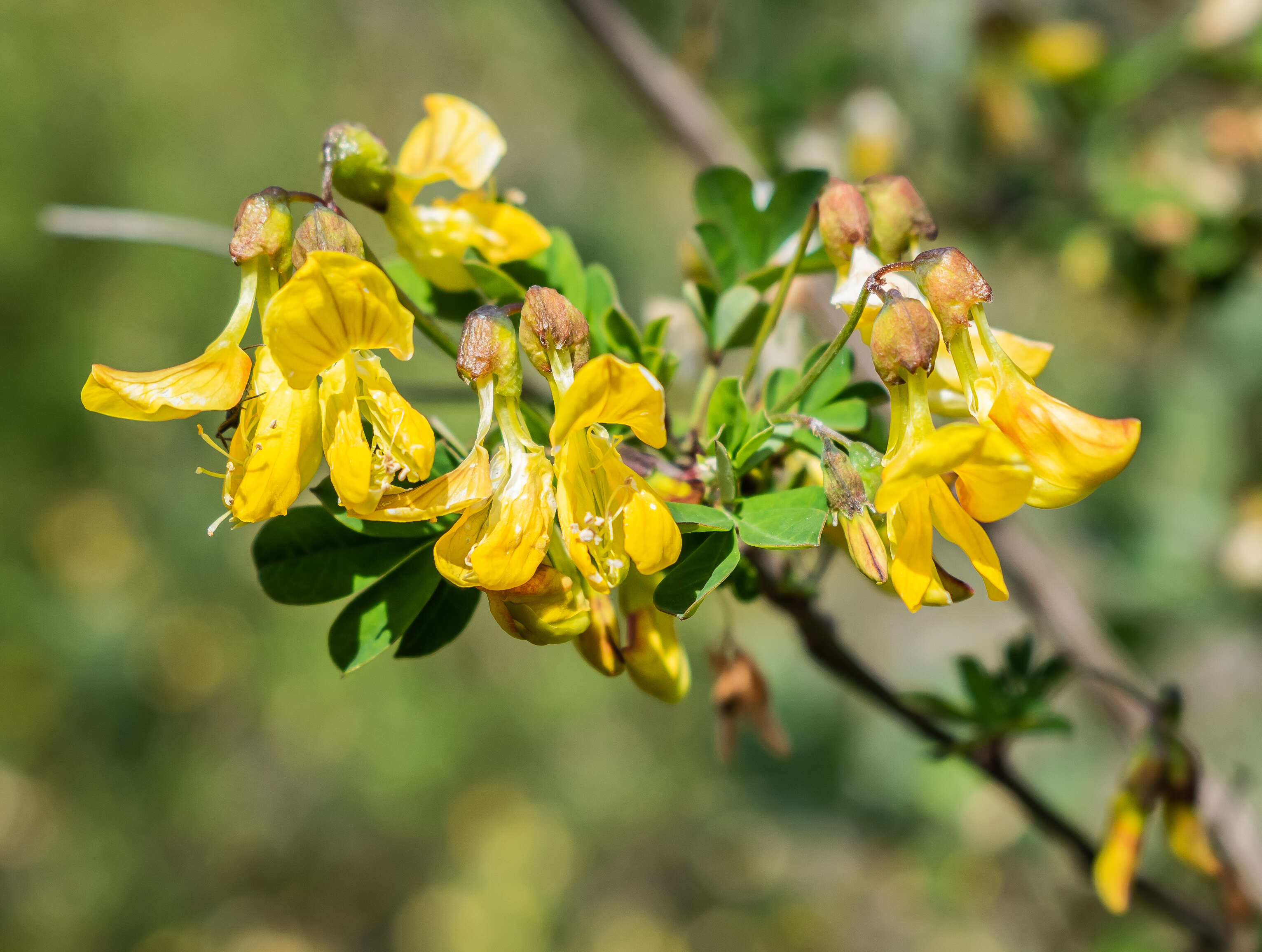 Image of Scorpion Senna