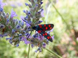 Image of Zygaena transalpina Esper 1781