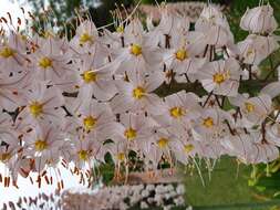 Image of Foxtail lily