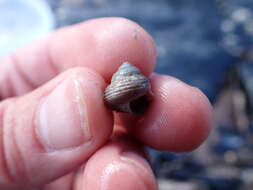 Image de Calliostoma ligatum (Gould 1849)