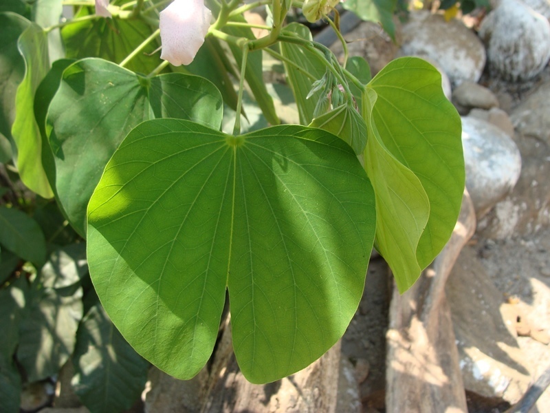 Image of <i>Bauhinia monandra</i>