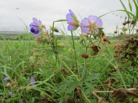 Image of Meadow Crane's-bill