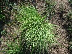 Image de Schizachyrium scoparium (Michx.) Nash