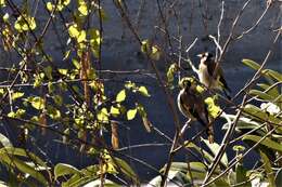 Image of European Goldfinch