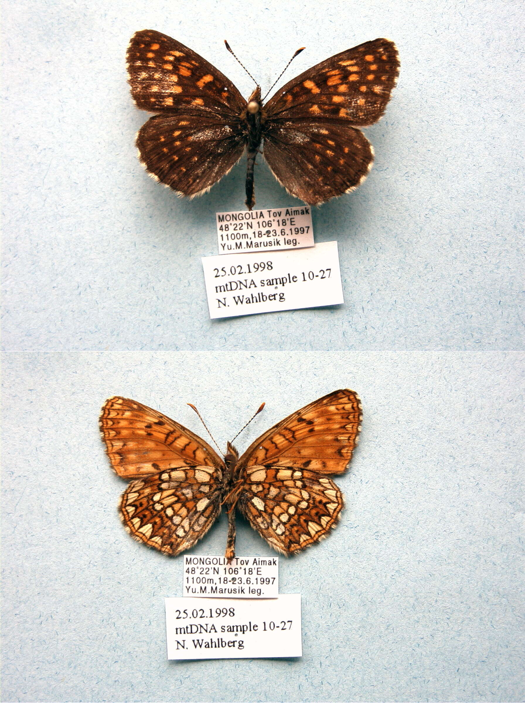 Image of Melitaea diamina