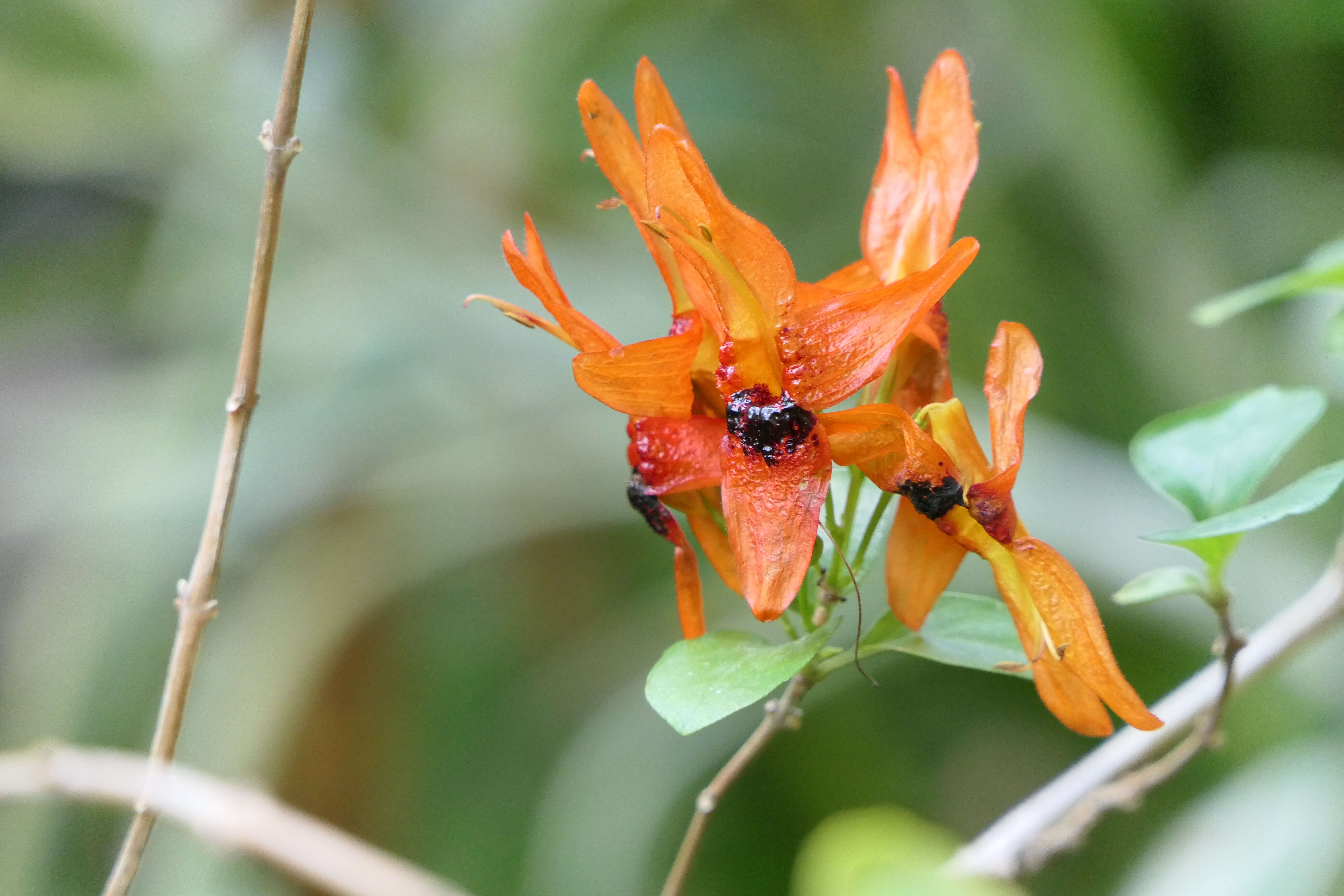 صورة Ruttya fruticosa Lindau