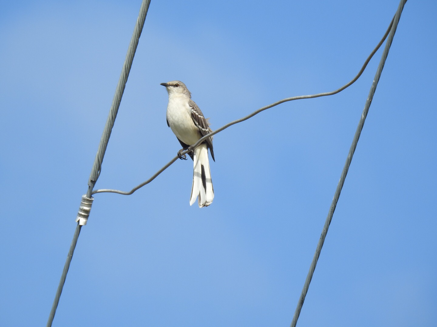 Image of Northern mockingbird
