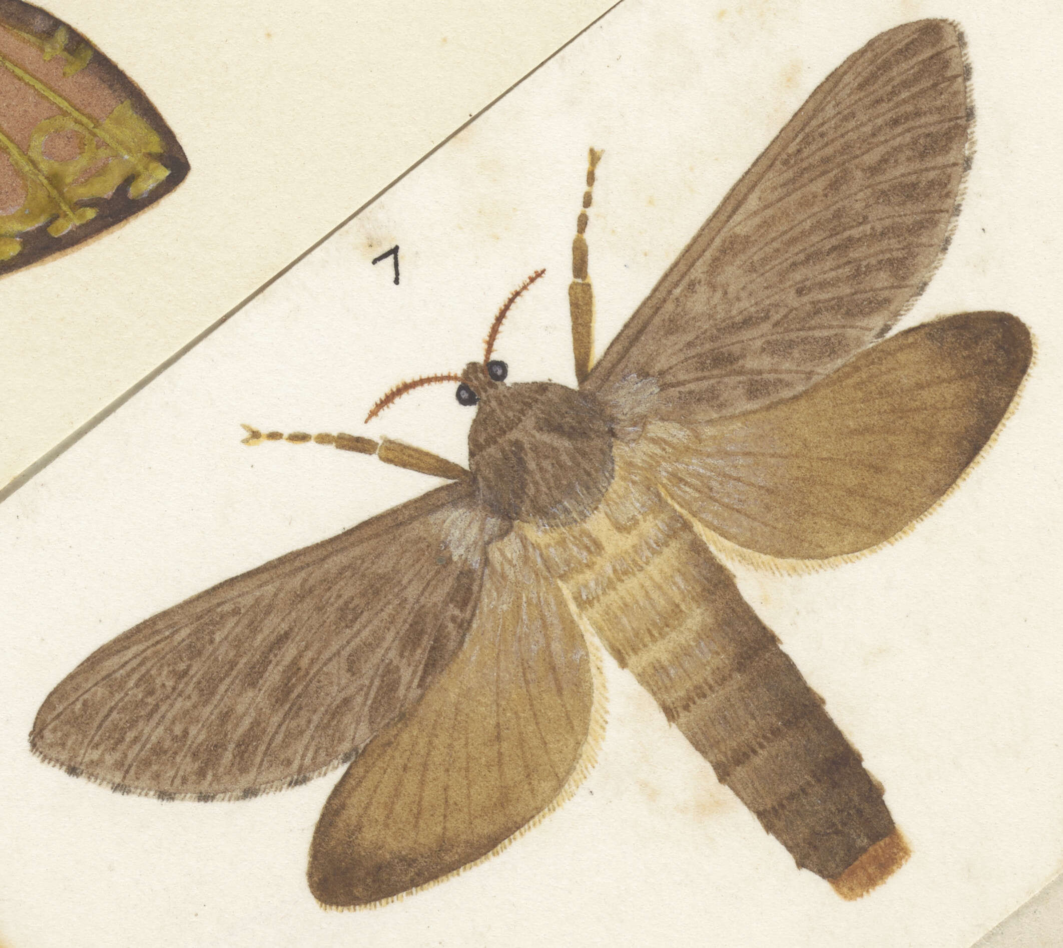 Image de Aoraia dinodes Meyrick 1890