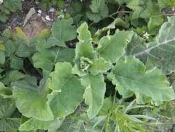 Image of common burdock