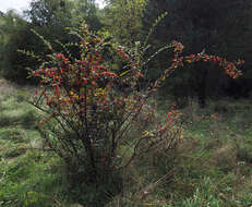 صورة Cotoneaster integerrimus Medik.