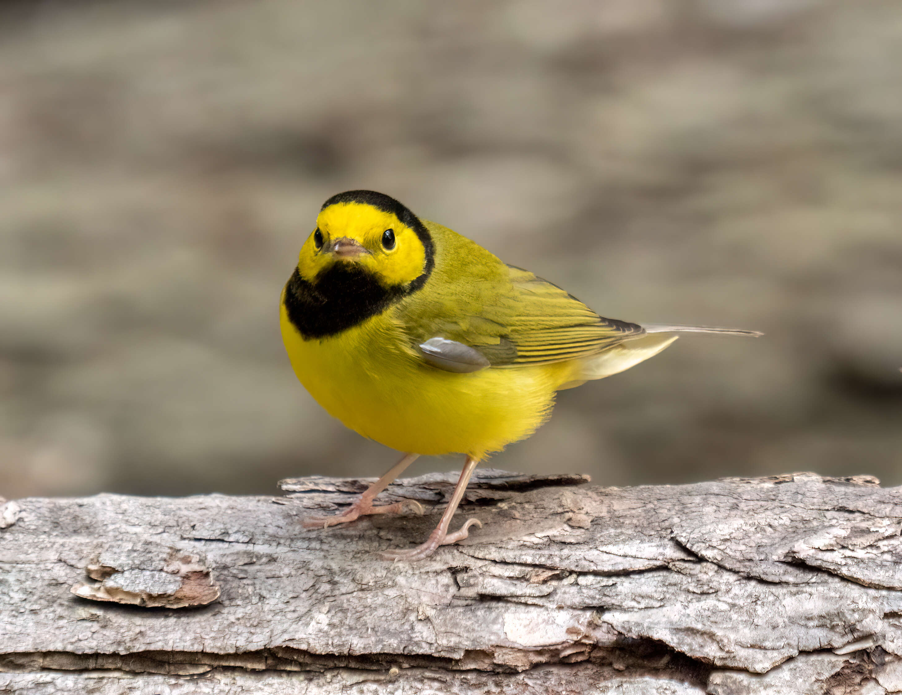 Image of Hooded Warbler