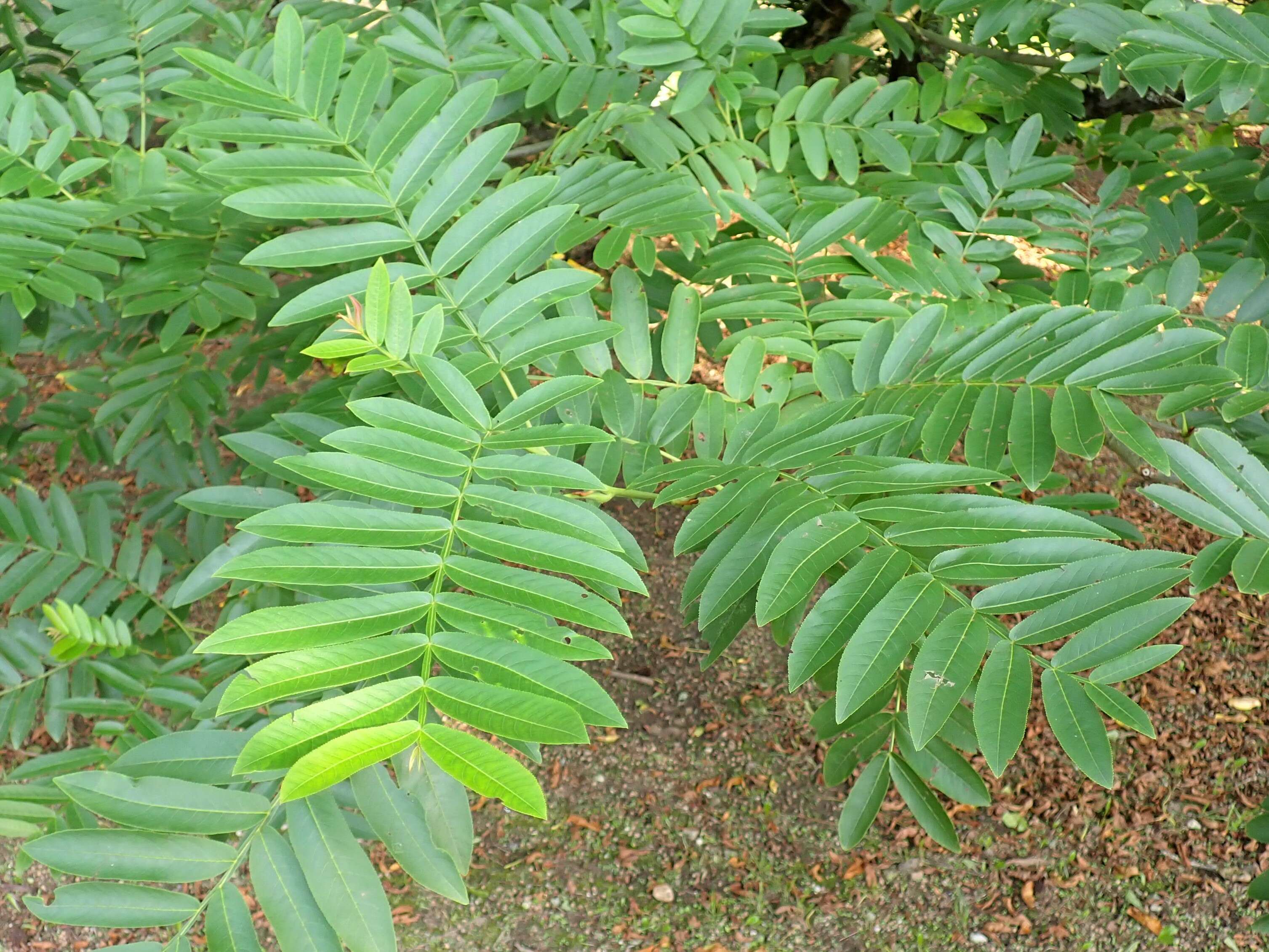 Слика од Pterocarya stenoptera C. DC.