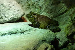 Image of American Bullfrog