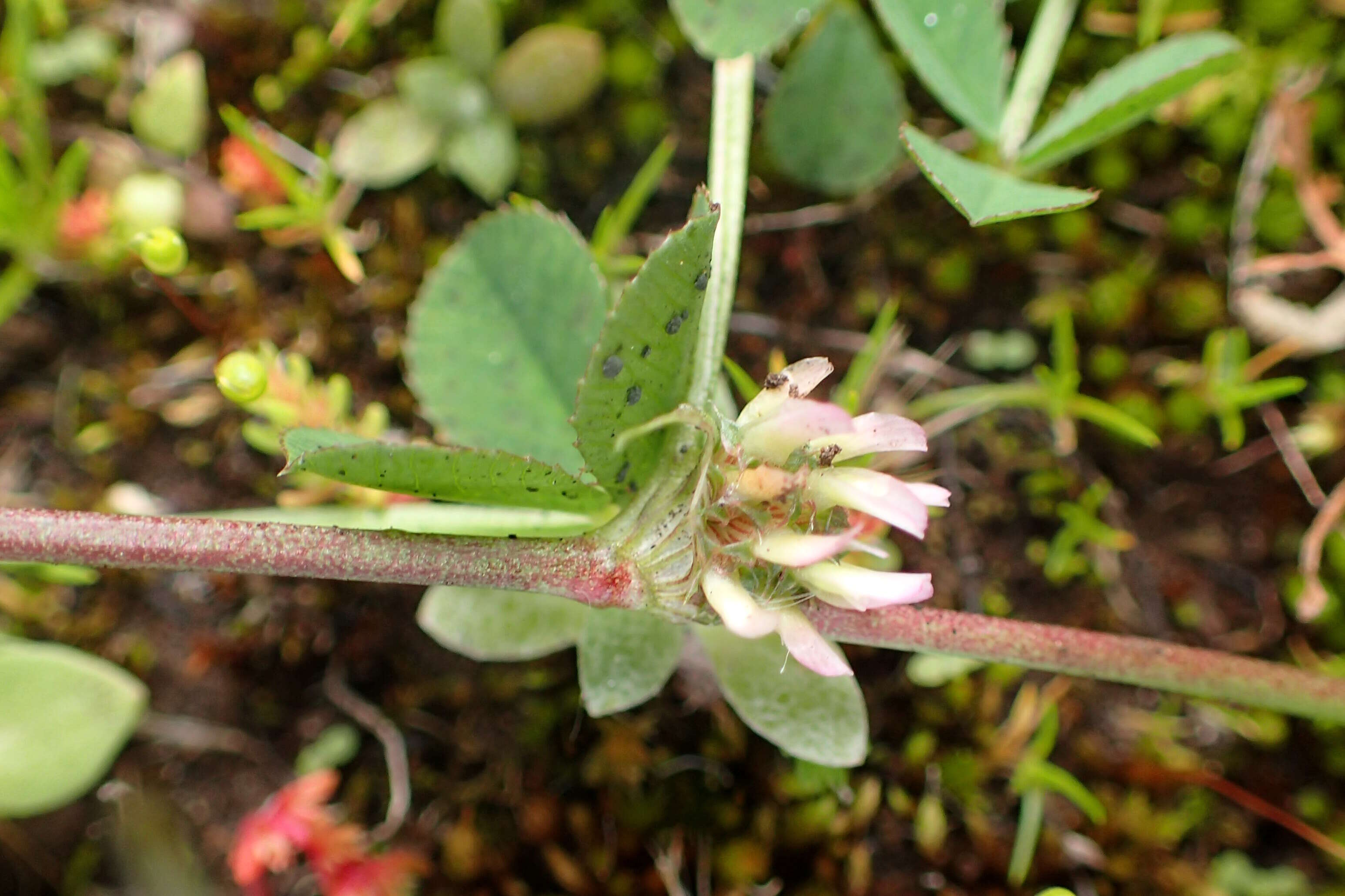Plancia ëd Trifolium scabrum L.