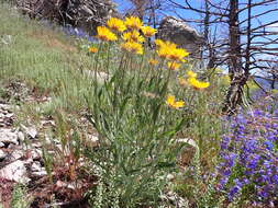 Image of Common perennial gaillardia