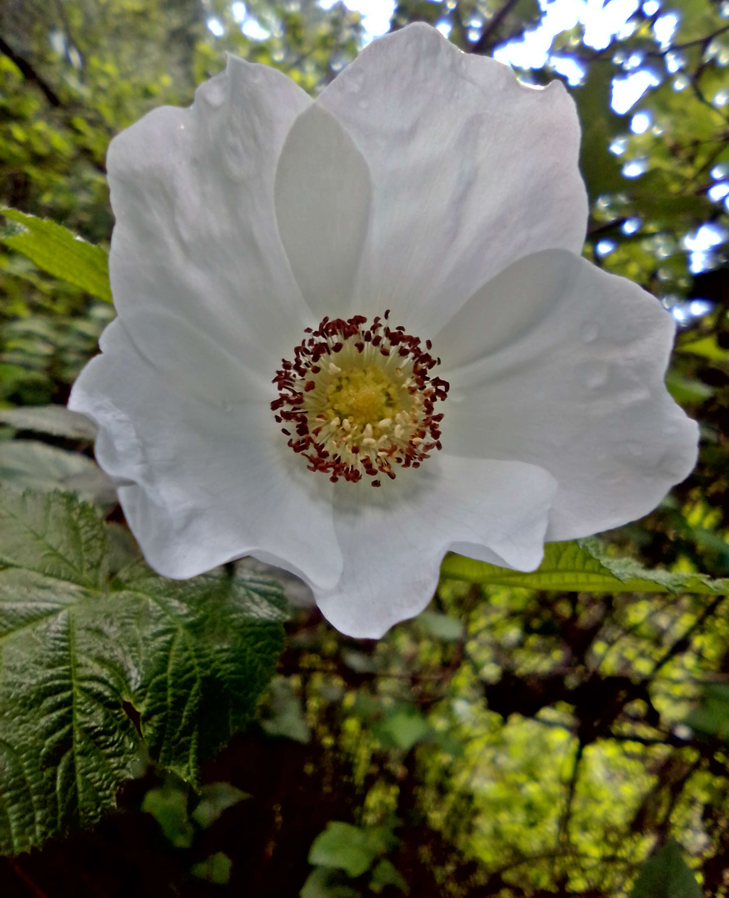 Image of delicious raspberry