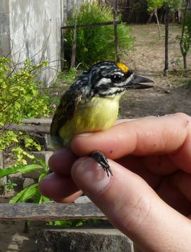 18.https www inaturalist org photos 6373970.580x360