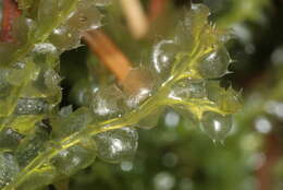 Image of Bifid Crestwort