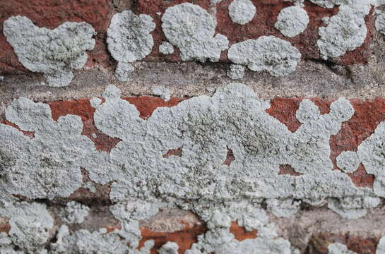 Image of diploicia lichen