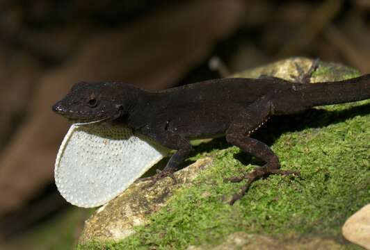 Image of Sagua de Tanamo  Anole