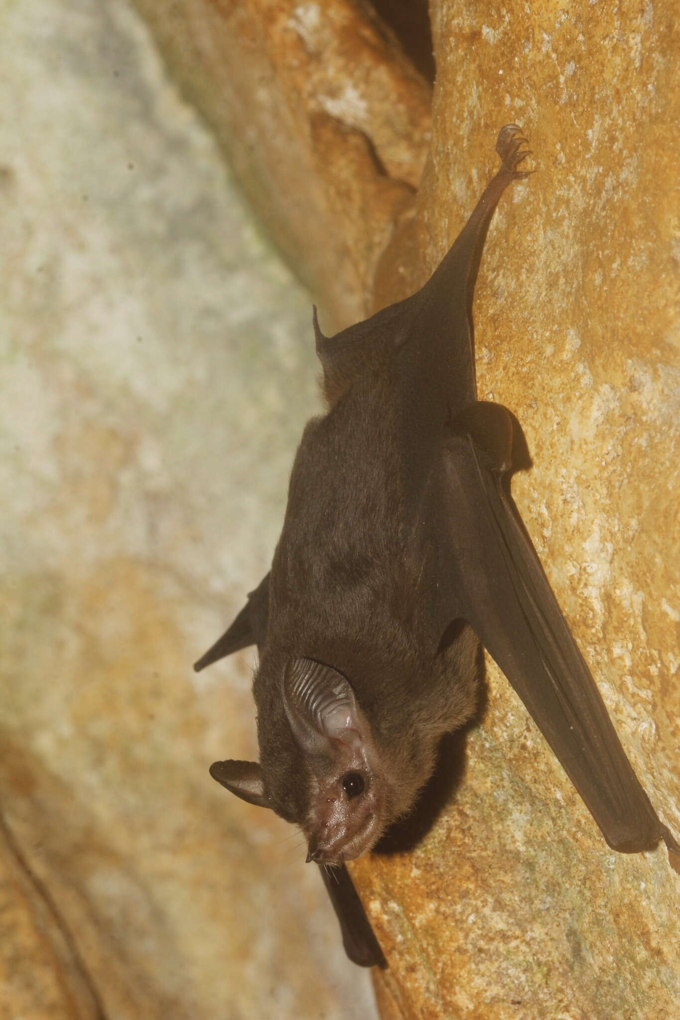 Image of Thomas's Sac-winged Bat