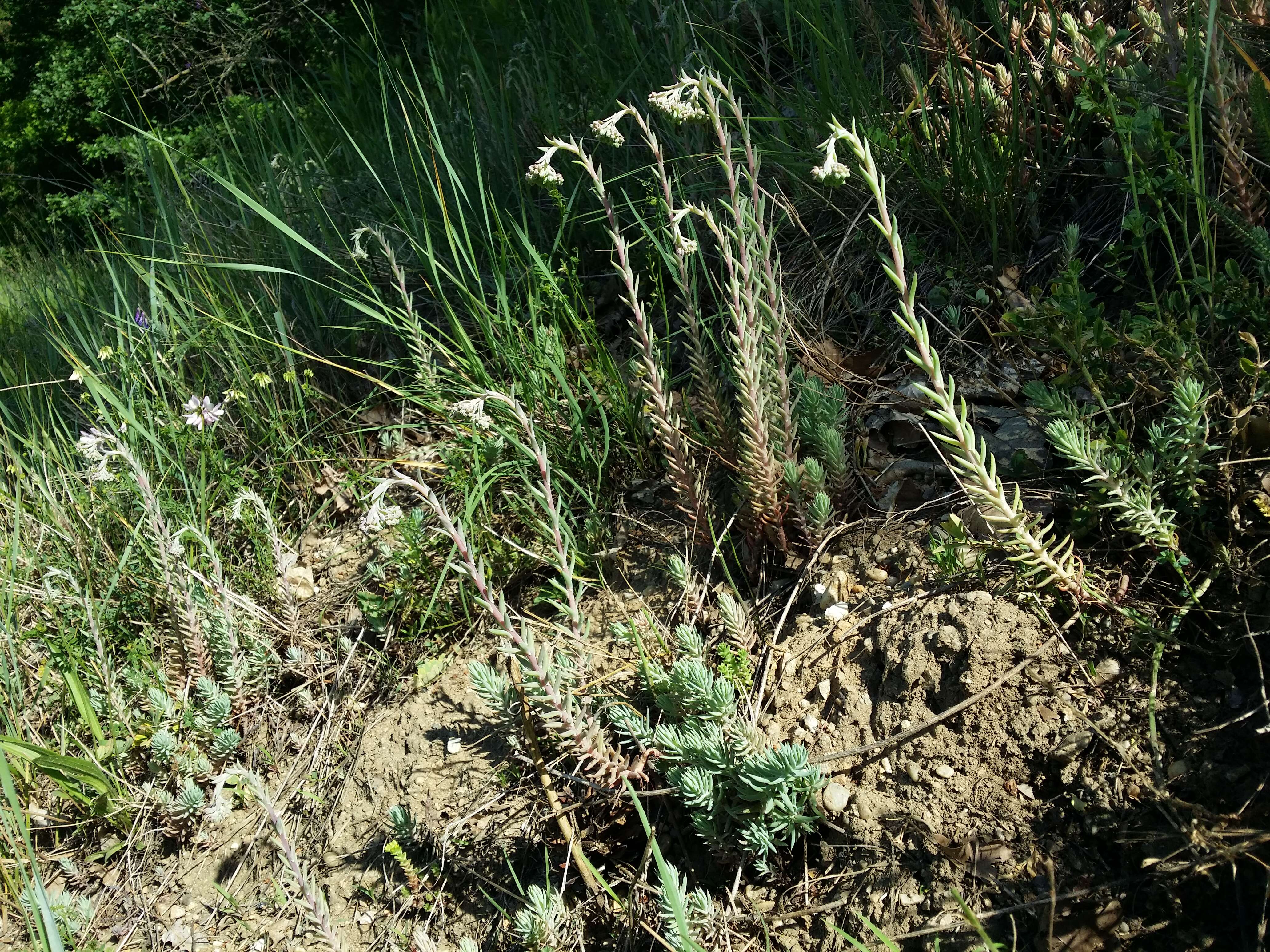 Слика од Petrosedum rupestre (L.) P. Heath